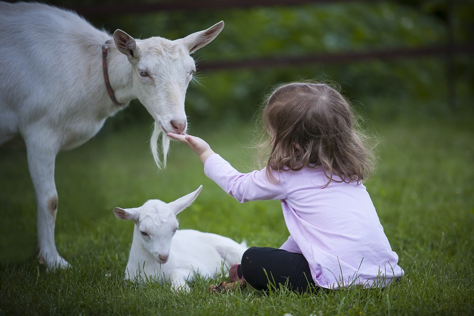 सपने में बकरी का बच्चा देखना  Baby goat in dream