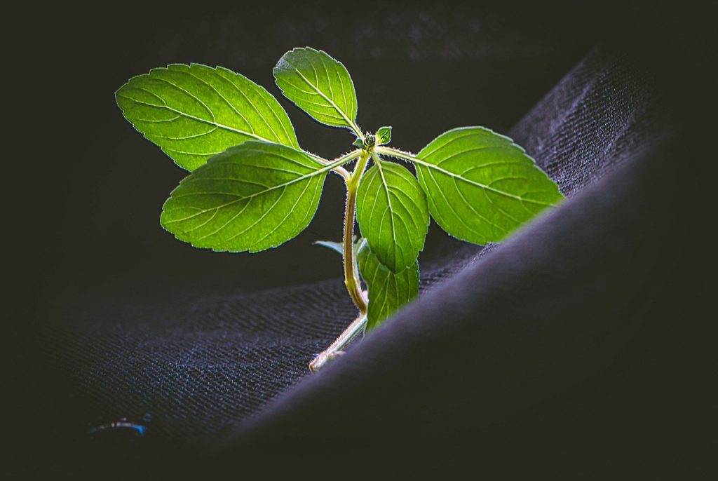 सपने में तुलसी का पौधा लगाना Sapne me tulsi ke bij ugana