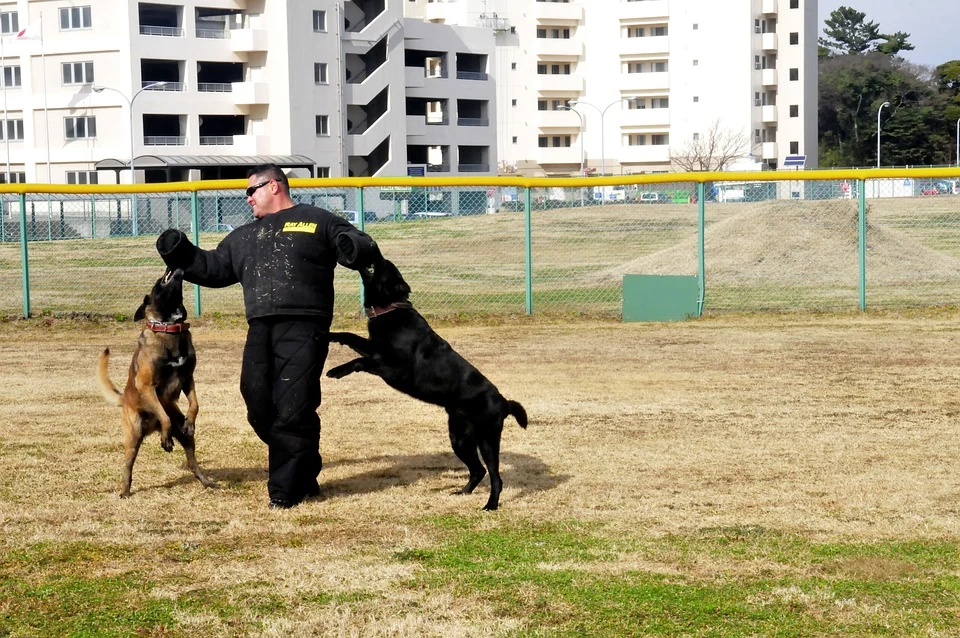 सपने में बहुत सारे कुत्तों का हमला करना Dogs attacking me in dream meaning