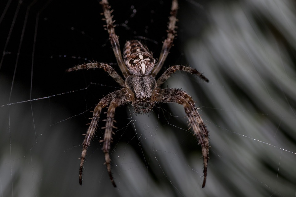  sapne mein makadi dekhna, sapne mein spider dekhn