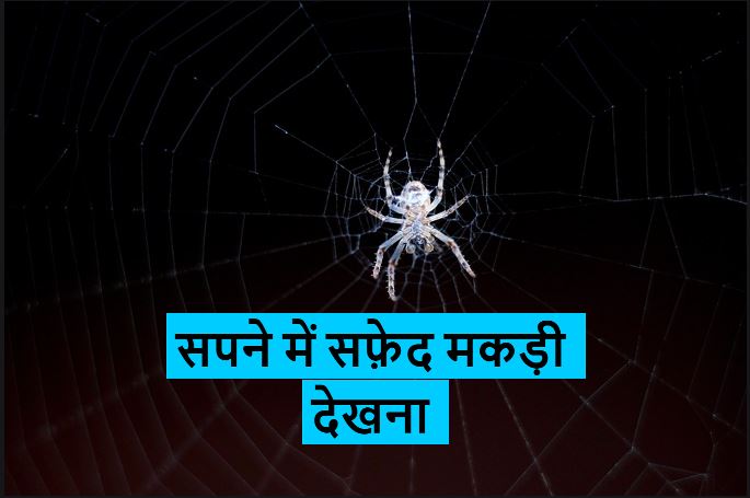 सपने में सफ़ेद मकड़ी देखना कैसा होता है Seeing white spider in Hindu astrology