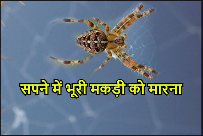 सपने में भूरी मकड़ी को मारना 