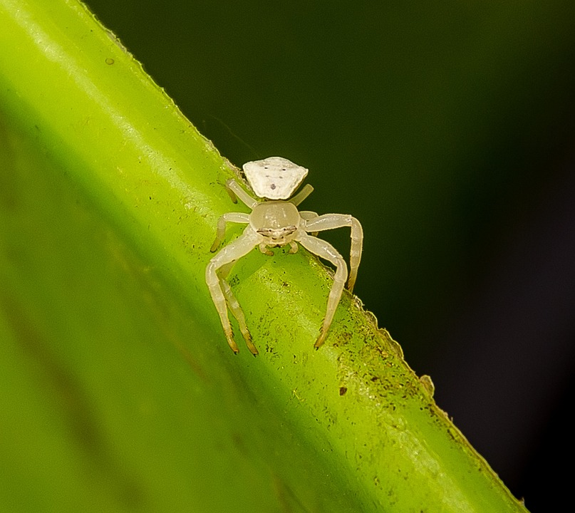 सपने में सफ़ेद मकड़ी को न मार पाना Could not kill spider in dream meaning 