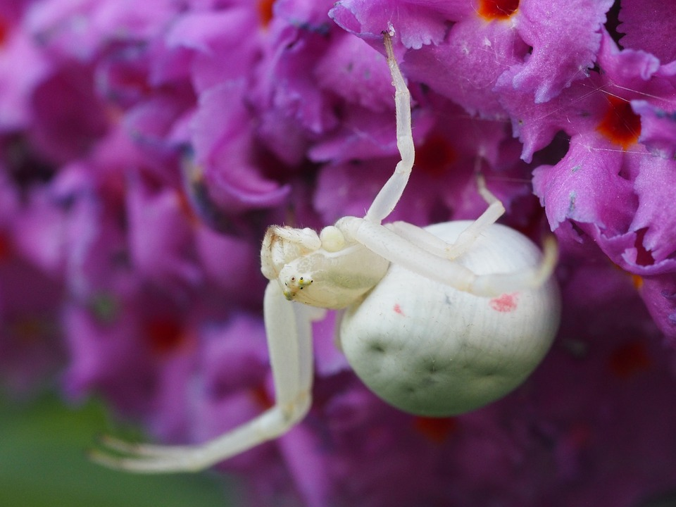 सपने में घर में सफ़ेद मकड़ी देखना Seeing white spider in house dream meaning 