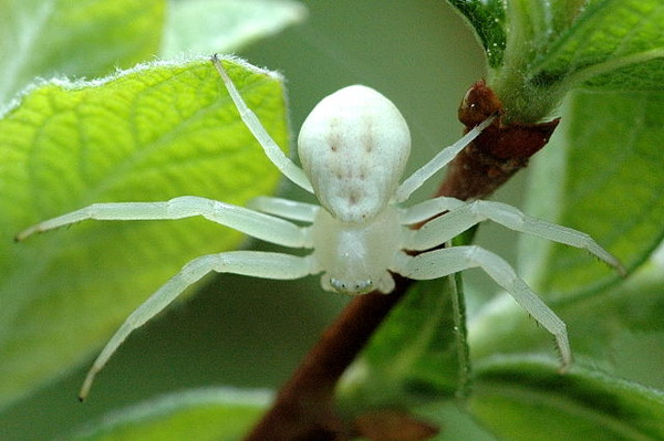 सपने में सफेद रंग की मकड़ी देखना White spider in dream meaning Hindu astrology