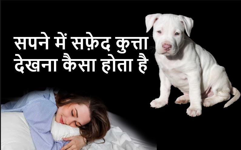 सपने में सफ़ेद कुत्ता देखना कैसा होता है Sapne mein safed kutta dekhna